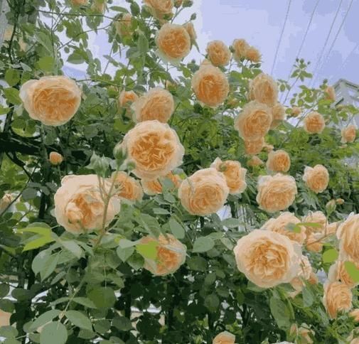 Premium Elegant Climbing Rose Flower Seeds
