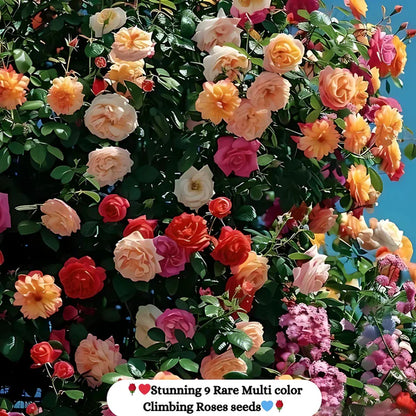 Premium Elegant Climbing Rose Flower Seeds