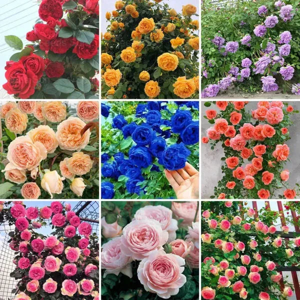 Premium Elegant Climbing Rose Flower Seeds